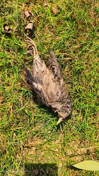 Dead small bird lying on its back on green grass in natural outdoor environment