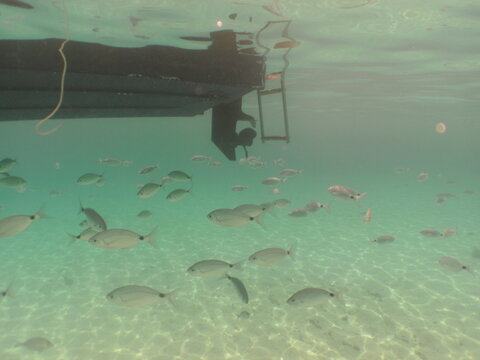 Saddled Seabream, Oblada melanura, shoal of fish, shoal of seabream