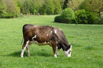 Cow, Bos Taurus, domestic Fleckvieh cattle livestock grazing in a pasture in Germany Europe, side view profile © MikeCS Images