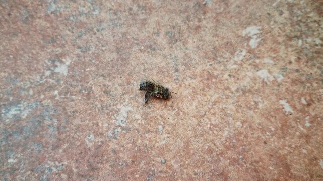 Real Time Video Macro Shot of Dead Bee on Terracotta Surface
