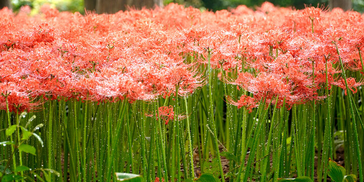 The cluster amaryllis features an automatic watering system that makes the flowers even more beautiful and enchanting.