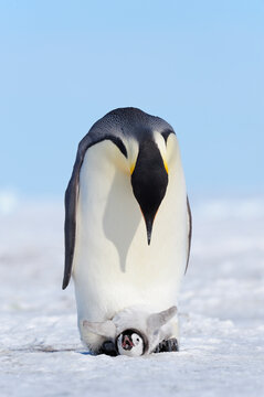 Adult Emperor penguin protecting its chick on snow in Antarctica