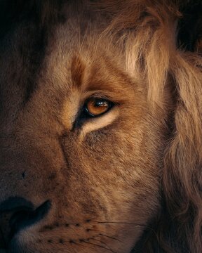 View of a close-up portrait of a lion showing detailed fur texture and intense golden eye in Serenje, Central Province, Zambia.