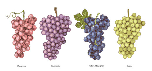 Naklejka premium Sorts of wine grapes hand sketched vector