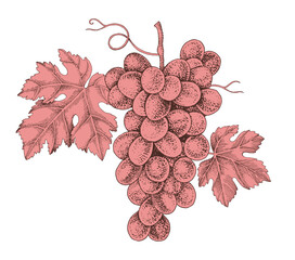 Naklejka premium Pink grapes cluster with leaves hand sketched vector