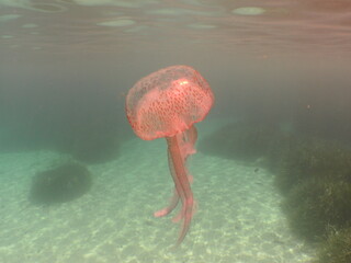 Jellyfish  Mauve Stinger  Pelagia noctiluca  Pink Jellyfish, purple-striped jelly, purple stinger, purple people eater,purple jellyfish, luminous jellyfish, night-light jellyfish © TPS