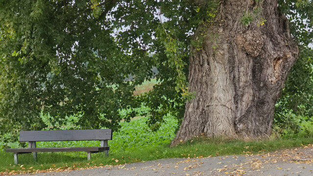 Massive old black poplar tree (Populus nigra) with a wooden bench in the countryside