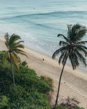 Trincomalee, Sri Lanka - 16 August 2026: Aerial view of a tropical beach with palm trees and a lone person walking on the sand near the ocean waves.