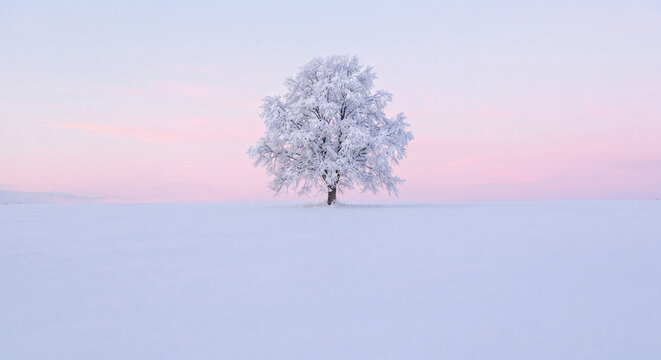 Solitary frosted tree standing in a vast snowy winter landscape under a soft pastel pink sunrise sky