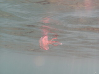 Jellyfish  Mauve Stinger  Pelagia noctiluca  Pink Jellyfish, purple-striped jelly, purple stinger, purple people eater,purple jellyfish, luminous jellyfish, night-light jellyfish © TPS