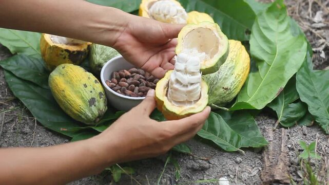 Cocoa farmer splitting a fresh ripe yellow cocoa pod or Theobroma cacao open to reveal white pulp and beans inside