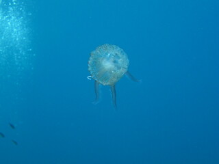 Jellyfish  Mauve Stinger  Pelagia noctiluca  Pink Jellyfish, purple-striped jelly, purple stinger, purple people eater,purple jellyfish, luminous jellyfish, night-light jellyfish © TPS
