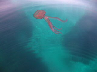 Jellyfish  Mauve Stinger  Pelagia noctiluca  Pink Jellyfish, purple-striped jelly, purple stinger, purple people eater,purple jellyfish, luminous jellyfish, night-light jellyfish © TPS
