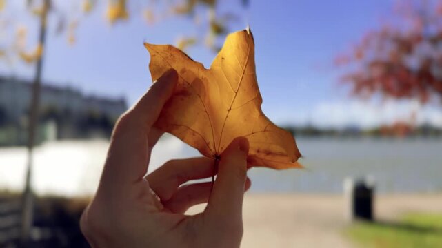 Helsinki Autumn Leaf Released From a Hand Into the Wind