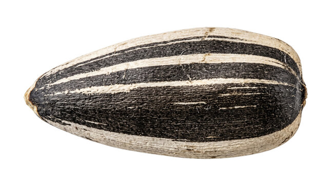 Striped sunflower seed isolated on white, macro view of organic black and white seed, edible kernel in shell for healthy snack packaging