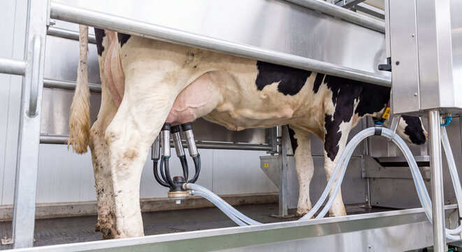 Milking robot machine attached to udder of cow inside automated dairy farm stall