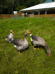 Vertical full length shot of three domestic gray geese walking on vibrant green grass in enclosure on summer sunny day with building fence and green trees in blurry background daylight angle © Tina