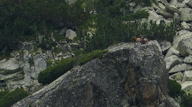 Distant shot of wild mountain goats on the top of a big sharp rock in Pirin National Park Bulgaria. Shy chamois among massive moraine stones and evergreen pine shrubs in the wilderness.