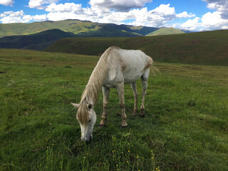 Fototapeta premium horse in the mountains