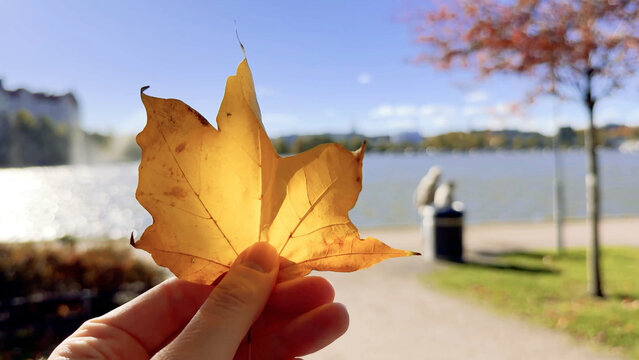 Yellow Maple Leaf Held Up by a Sunlit Helsinki City Bay
