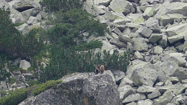 Distant shot of wild mountain goats standing on the top of a big rock in Pirin National Park Bulgaria. Shy chamois group perched on a steep alpine cliff peak in the scenic wilderness.