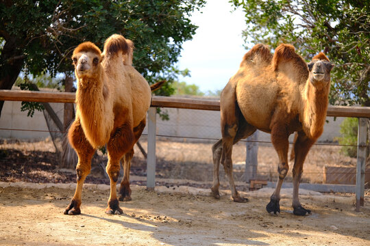 Two majestic Bactrian camels standing proudly together in a sandy enclosure evoking the spirit of the desert and wildlife conservation