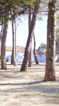 Moving through village with big pine trees and buildings in background