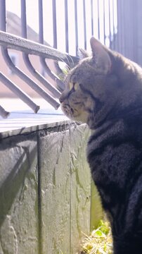 Cat looking over fence and walk beside it