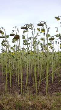 Huge field of destroyed sunflowers with heads turned down