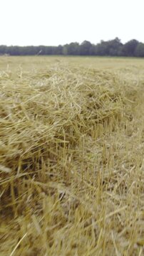 Harvested wheat field straws on ground moving through