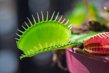 Gros plan macro sur le piège ouvert d'une plante carnivore Vénus gobe-mouche © Pyc Assaut