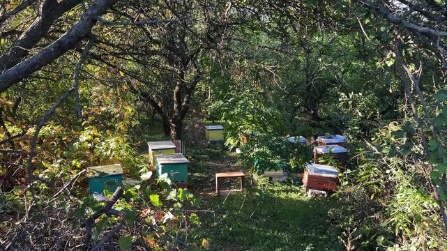 Colorful beehives surrounded by lush green vegetation and mature trees in a peaceful rural garden in warm autumn sunlight. Beekeeping, honey production, pollination, agriculture and farming.