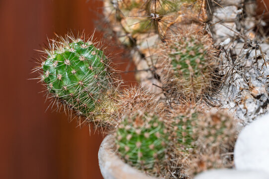 D&eacute;tail de cactus h&eacute;riss&eacute; de piquants dans un pot de fleurs en terre cuite