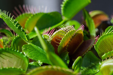 Gros plan macro sur le cœur d'une plante carnivore Vénus gobe-mouche © Pyc Assaut