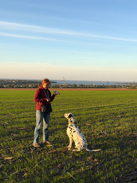 Woman training dalmatian dog on green field sunset landscape