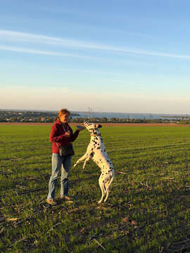 Woman training dalmatian dog on green field countryside sunset landscape