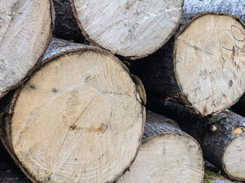 Stacked wood logs texture background