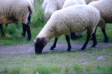 Flock of sheep grazing peacefully in a lush green pasture highlighting sustainable farming and rural tranquility © Kamil