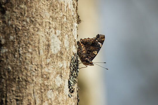 Papillon pos&eacute; sur un tronc d&rsquo;arbre, ailes ferm&eacute;es, avec un motif brun et marbr&eacute; caract&eacute;ristique.