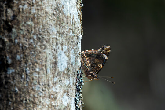 Papillon pos&eacute; sur un tronc d&rsquo;arbre, ailes ferm&eacute;es, avec un motif brun et marbr&eacute; caract&eacute;ristique.