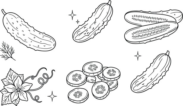 Fresh cucumber and pickle doodle icon set with whole slices half pieces and flower elements for healthy food designs