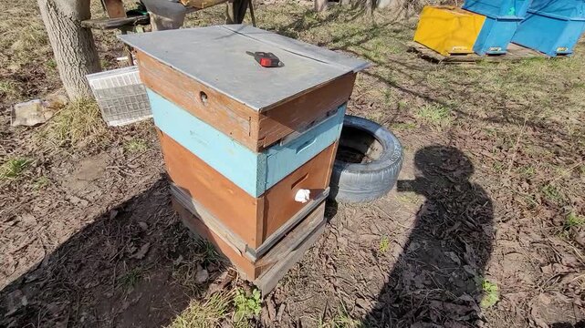 Wooden beehive box standing in an outdoor apiary on a sunny spring day in a rural backyard setting. Beekeeping equipment and colorful hive structures placed on the farm ground.