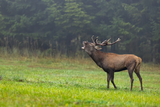 Roaring red deer stag on the mountain meadow with spruce trees in the background covered in thin mist. Red deer with large antlers during rutting season. Autumn. Cervus elaphus, wildlife, Slovakia