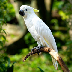 Exotic white cockatoo bird resting on tree branch in natural environment © Syofiyan