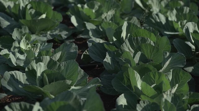 Rows of fresh green cabbage plants growing in a cultivated agricultural field.