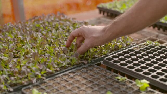 Grid patterns of seedling trays framing a hand holding a young lettuce plant, depicting careful agronomy.