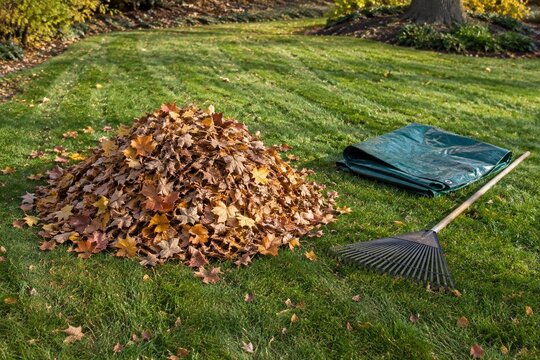 Large pile of raked autumn leaves on green grass with a rake and tarp