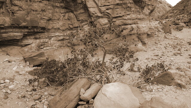 Rugged Desert Canyon Rocks With Sparse Native Vegetation