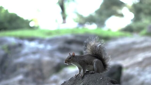 A squirrel sits on a rock, turns its head and shifts its paws, with its bushy tail raised against a softly blurred background of rocks and green foliage. Filmed in a New York City park.