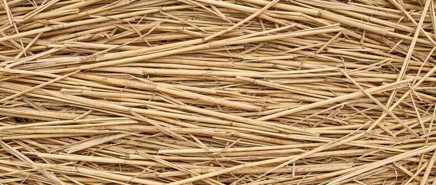Natural rice straw dry stalks texture close up. Pale yellow dried agricultural plant stems for animal bedding, mulch, and organic material background